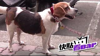 抵達幸福的前一站 流浪動物中途之家【HD完整版】