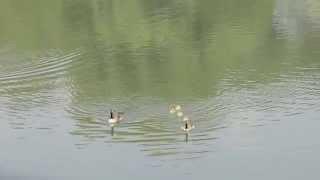 Goose, baby-goose, goslings - Free Stock Footage Birds / Animals