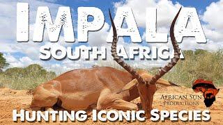 Impala Hunt in South Africa. One of the most "Africa" animals we have!