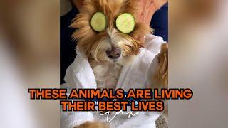 These Animals Are Living Their Best Lives!  #compilation | PAWSOME PETS