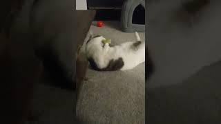 Frosty The Cat enjoys his toy
