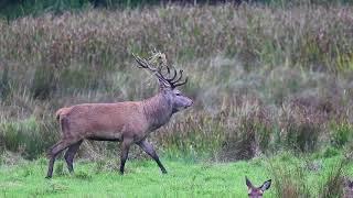 Large Native Irish Red Deer Stag Thrashing and Roaring 2017