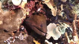 Diving in Fiji Island,  (Aggressor) August 2015 Part5