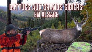 Battue aux grands gibiers: tempête en Alsace (sangliers,cervidés)/Wild Boar hunting/Wildschwein Jagt