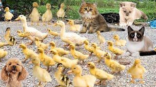 Mother duck, ducklings, kittens go out together, funny moment