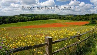 Ranscombe Farm  Poppies