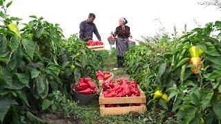 Bell Pepper Harvest | Cooking Country Style Bell Pepper Paste