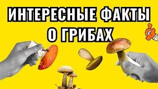 Самые интересные факты из царства грибов  | Грибы ядовитые | Грибы шок | Невероятное|