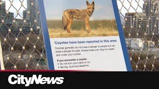 Liberty Village residents on edge after continuous coyote sightings