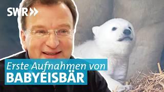 Was macht der Eisbären-Nachwuchs im Karlsruher Zoo?