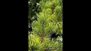 Pinus mugo 'Ophir' Dwarf Mountain Pine Tree