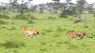 Wild tiger attack deer Hunting | Deer Survive hunting killed by tiger | Tiger vs Deer