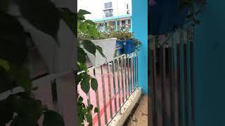 Dãy 300 cây ngũ sắc nhiễm bệnh #canhphong #trunquecanhphong #trangtraicanhphong #nongdan2k7