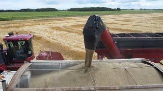 Ancient Cereal Crop Making a Return to Ontario Farm Fields