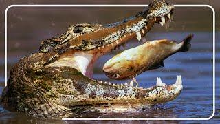 Caiman: The Deadly Hunters Of Guyana | Alligator Documentary | The Reptile Room