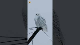 Snowy Owl Bird Sound