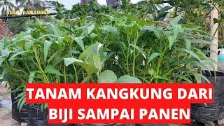 Tanam Kangkung Di Polybag‼️#kangkung  #tanamkangkung