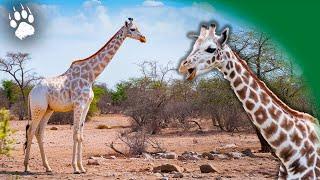 LA DERNIÈRE GIRAFE : l'ultime combat pour la Survie ?  NIGER ⎮Documentaire animalier - AMP