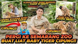 KETEMU CIPUNG SI BAYI HARIMAU ! AWALNYA G4L4K TAPI 15 MENIT KEMUDIAN LANGSUNG NYAMAN SAMA ALSHAD !!