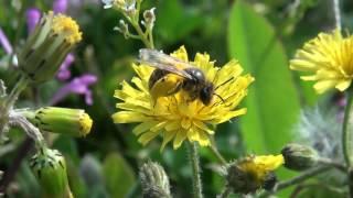 Как пчела собирает нектар и пыльцу на цветах.