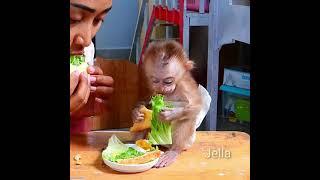 Poor baby monkey very hungry and eating many food