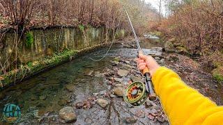 Fly Fishing 4 CRAZY Creeks in 1 Afternoon!! (Trout Fishing)