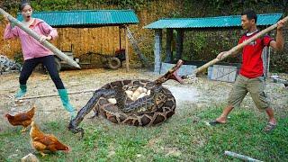 Full video of 150 days living with dad: catching snakes and trapping eagles, LTtivi