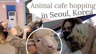 Animal cafe Hopping in Korea!