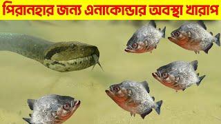 পিরানহা মাছ আনাকোন্ডা কে উচিত শিক্ষা দিলো | Dangerous animal life in Amazon rainforest