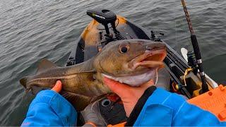 The Cod Are Back! Kayak Fishing Rhode Island 2024