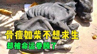 骨瘦如柴無法進食只想求死，絕望狗狗被命運眷顧猶如涅槃重生
