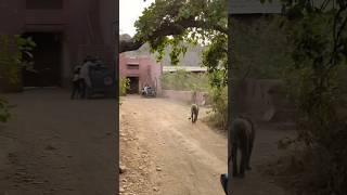 Tiger Came Near at Jogi Mahal Gate #Shorts #youtubeshorts