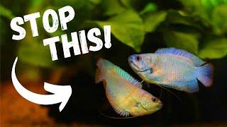 How to STOP AGGRESSION In Your COMMUNITY Aquarium | 6 EASY TIPS