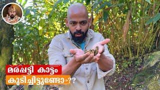 മരപ്പട്ടി കാട്ടം/KOPI LUAK/MOST EXPENSIVE COFFEE/HOW TO ROAST COFFEE AT HOME/BEST COFFEE