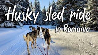 Unforgettable Husky sled experience in Romania's winter wonderland | 4K