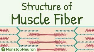 Structure of a Skeletal Muscle Fiber || Sarcomere, Thick filament, Thin filament, Actin, Myosin etc