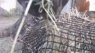 Handy Hay Nets slow feeders in action