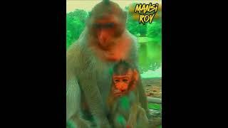 Disciplining a spoiled baby monkey is a tough love lesson