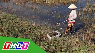 Bắt ốc bươu vàng mùa nước nổi làm thức ăn chăn nuôi | THDT