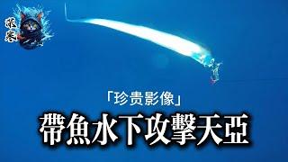 「青島深寒」帶魚攻擊天亞水下攝影路亞秋刀魚超低溫冷櫃海釣終極裝備