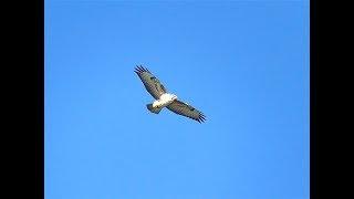 Mäusebussard hell, FlachseeUnterl , 15.09.17