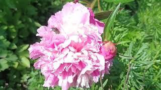 Amazing Chinese Paeonia lactiflora pink lucky #flowers 🪷 fom Asia Tibet in #mygarden