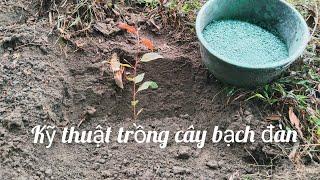 kỹ thuật trồng cây bạch đàn mang lại hiệu quả kinh tế cao.#trongcay