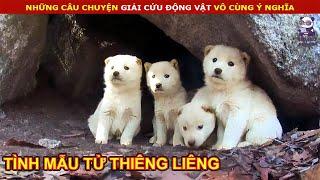 Giải Cứu Chó Mẹ Cùng Đàn Con Bí Mật Sống Trong Hang || Review Con Người Và Cuộc Sống (P29)