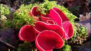 Scarlet elf cup mushroom #uk #wildfood #science #facts #plants #fungus #youtube #fyp #learning