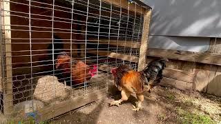 My Cock Want To Fight With Rooster.