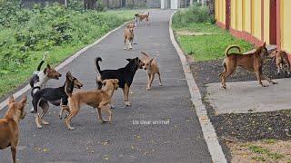 Street dog fight||Dog fighting||Dangerous Dog barking and fighting||