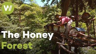 The fabled honey forest where hives are set up on tree platforms | Master of Bees (Turkey)