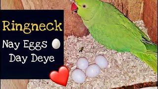 Ringneck Parrot Nay Egg Day Deye  - Ringneck Breeding Hamare Birds Vlogs