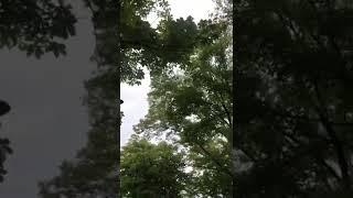 남산 나무 초록 하늘 등산 걷기 Tree Green The sky hiking Walking